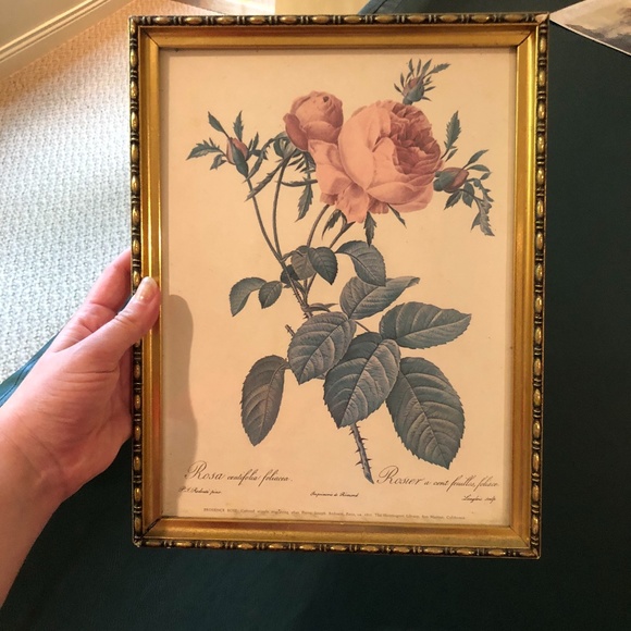 VTG Framed Pierre-Joseph Redouté Les Roses Lithograph - Rosa Centifolia Foliacea - Picture 7 of 16